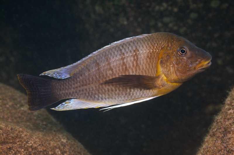Petrochromis famula 'Kantalamba'